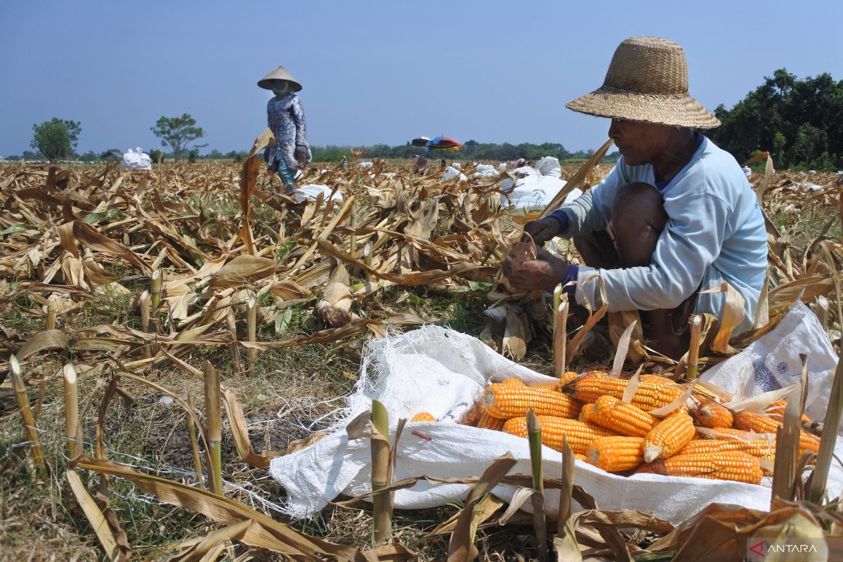 Kementan bantu benih jagung kuning 22,5 ton untuk Mubar