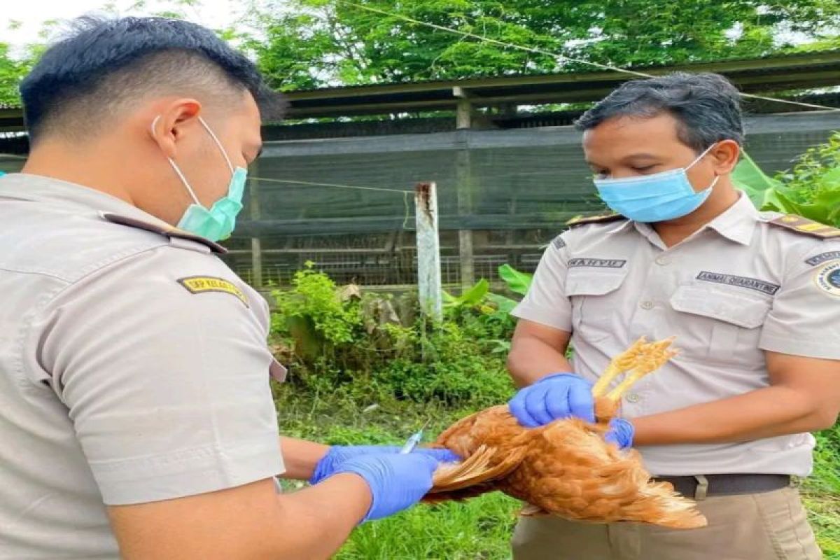 Karantina Pertanian Timika rutin melakukan pengambilan sampel darah ayam