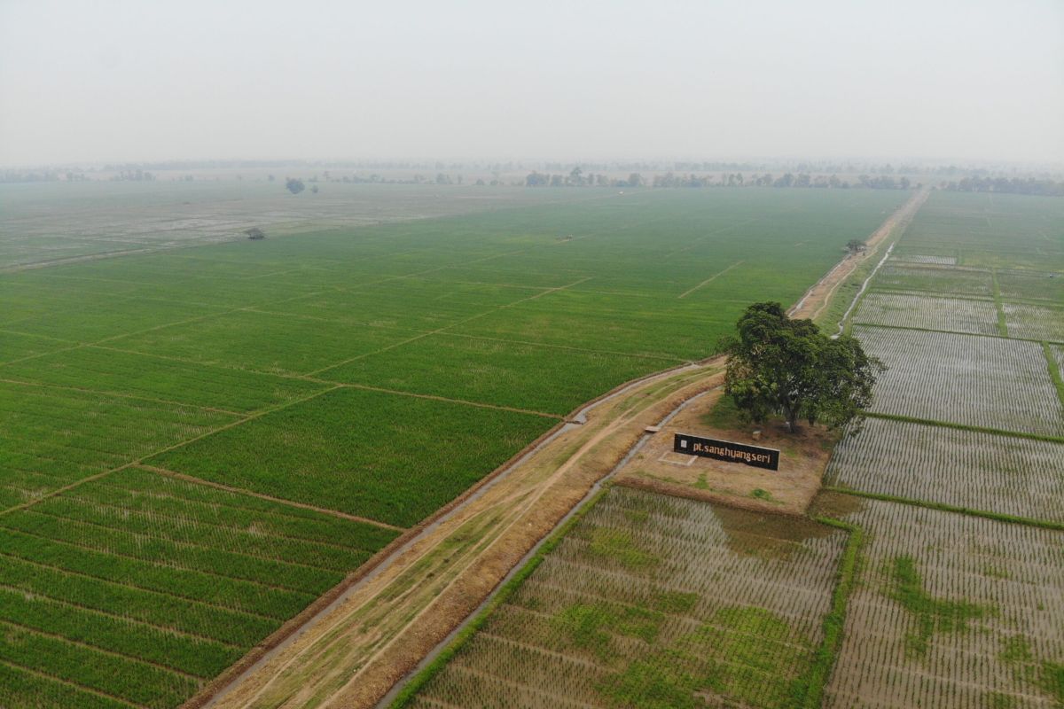 BRIN:  Pemilihan varietas padi pengaruhi emisi metana