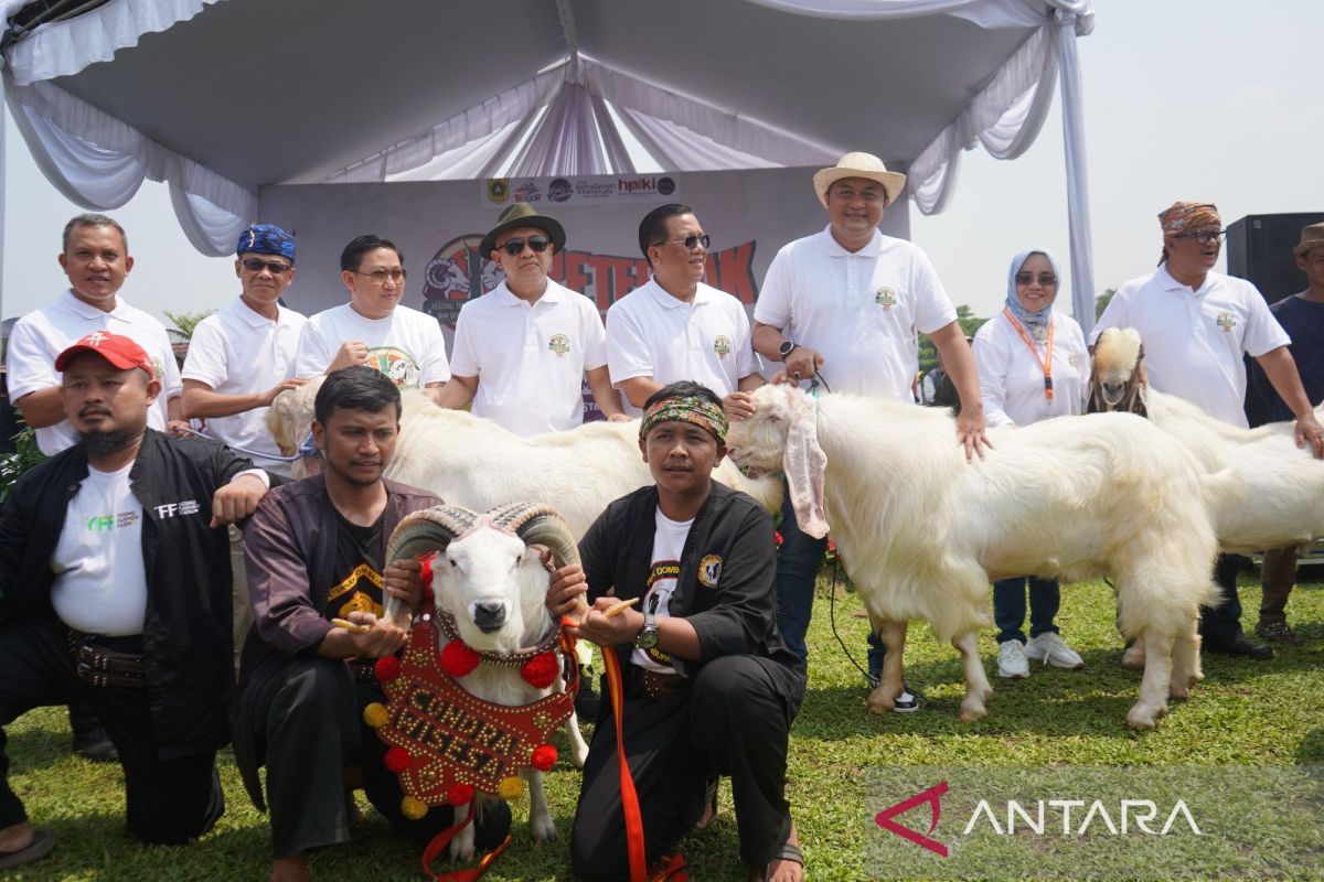 Domba dan kambing adu keren