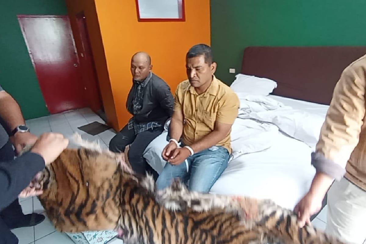 Polda Sumut tangkap dua pelaku diduga penjual kulit harimau