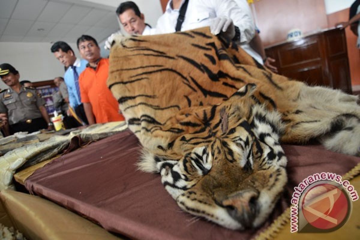 BKSDA Jambi berhasil ungkap tiga kasus perdagangan kulit Harimau Sumatera