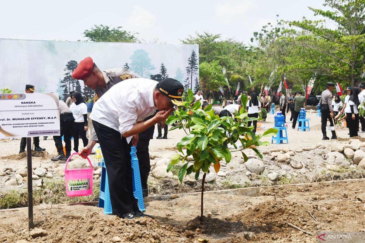 Manfaat tersembunyi daun nangka