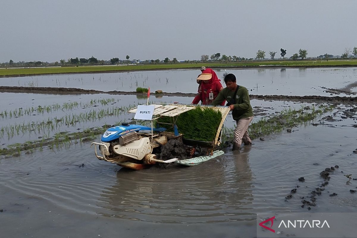 Luas areal tanam padi MT pertama 38.000 hektare di Demak