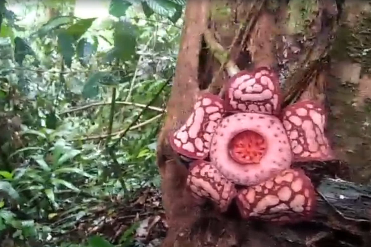 Menelusuri keunikan Rafflesia hasseltii