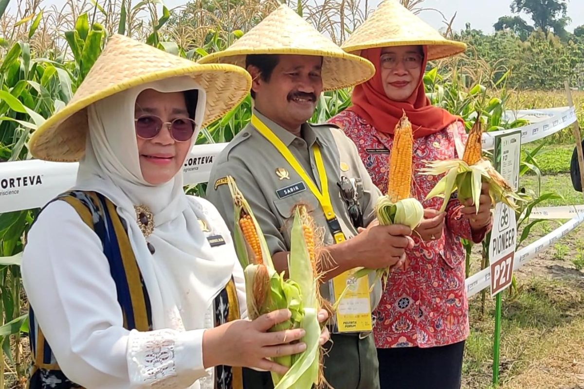 Tanaman pangan tahan cuaca ekstrem sedang dikembangkan