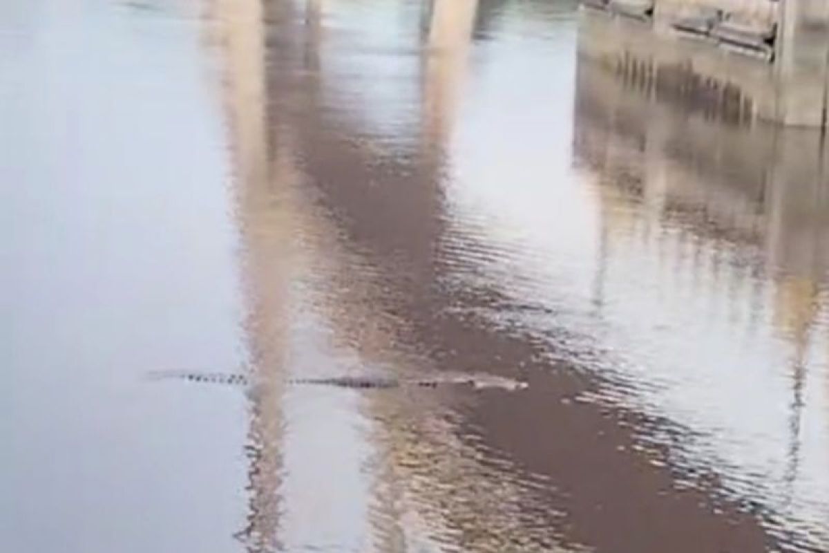 Buaya kembali menteror Sungai Siak