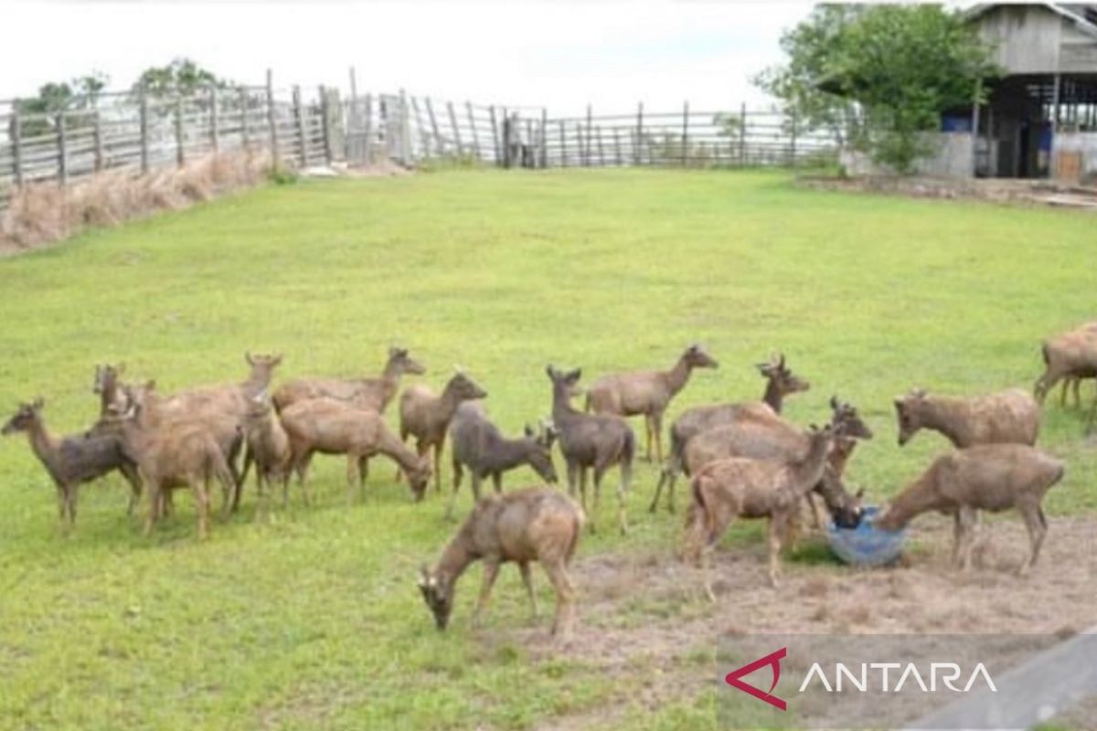 Penangkaran Rusa di PPU bisa jadi tujuan wisata