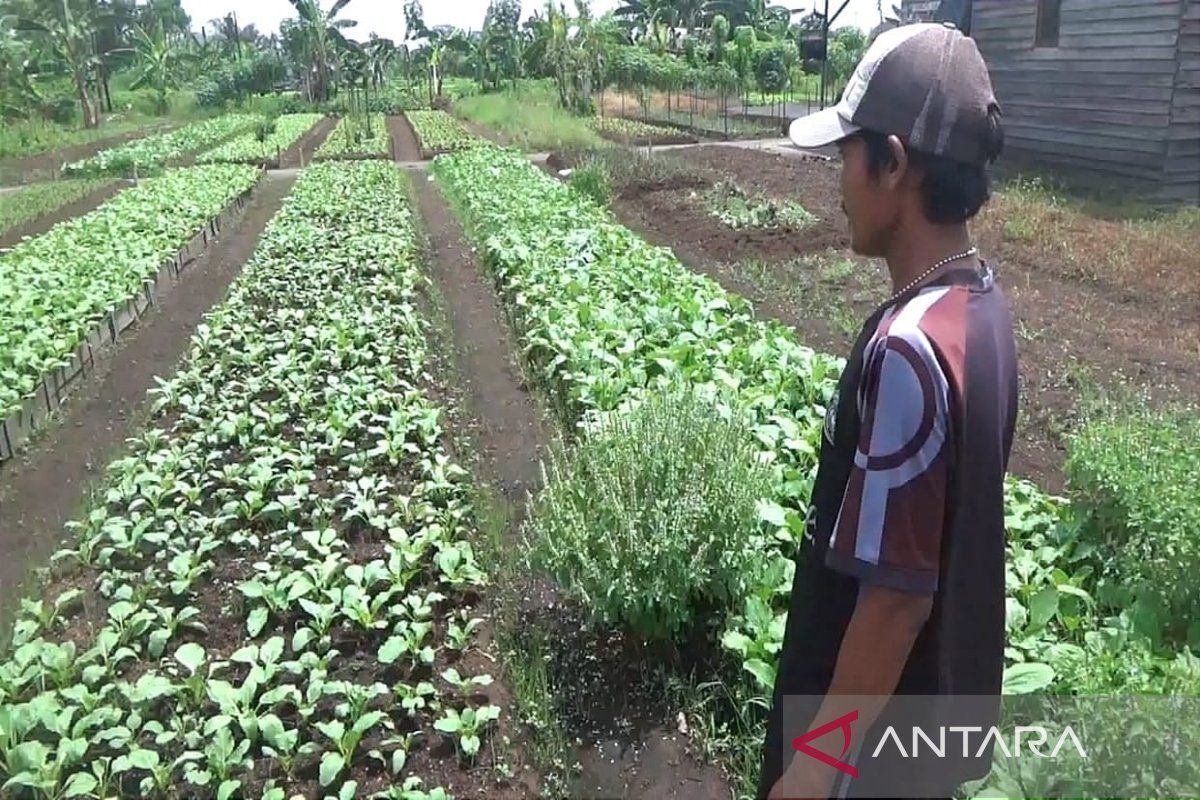 Gagal panen picu lonjakan harga sawi hijau di Sampit