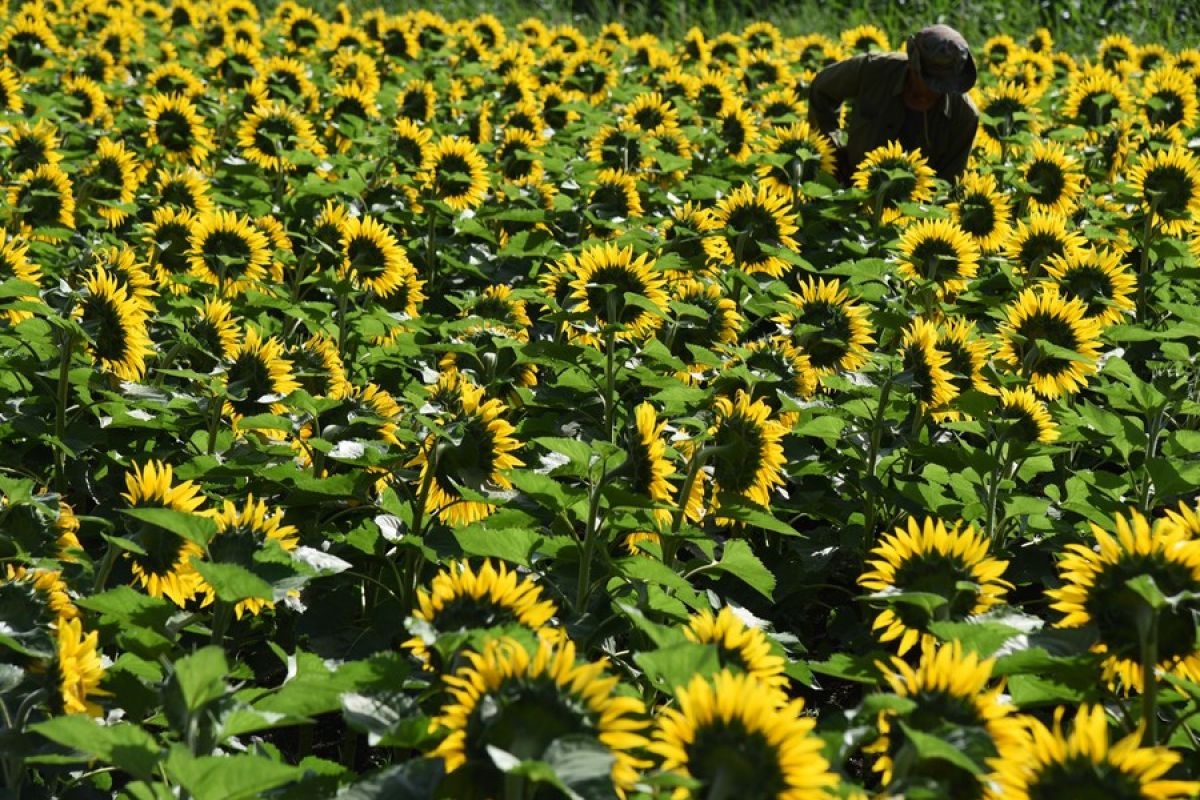 Peneliti temukan senyawa bunga matahari guna cegah pembusukan buah