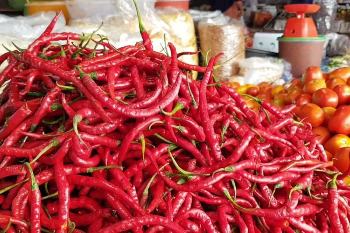 Harga cabai merah di Pasaman Barat naik capai Rp70 ribu per Kg