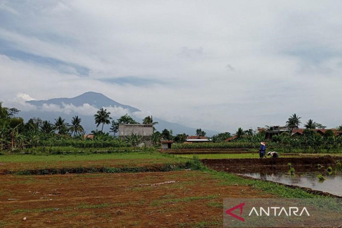 Petani di Purbalingga diminta percepat tanam padi