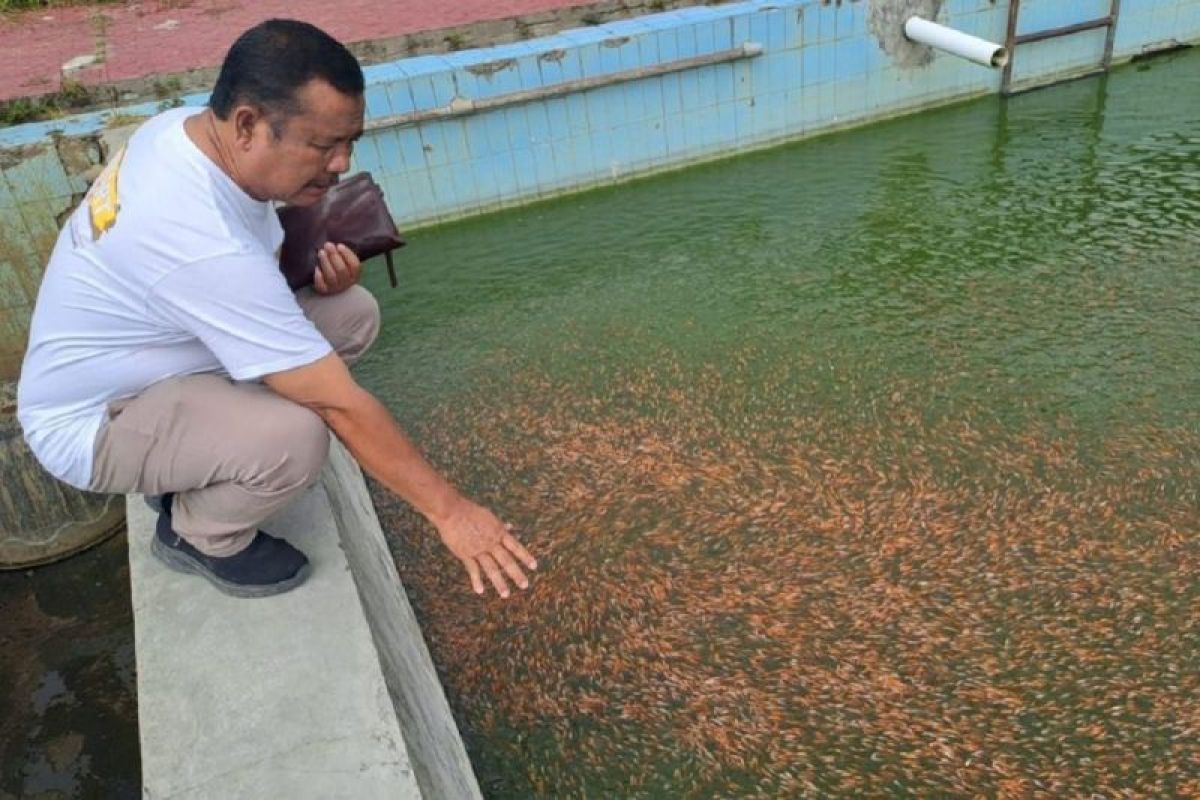 Balai Benih Ikan Kota Solok siap layani bibit kan bagi petani