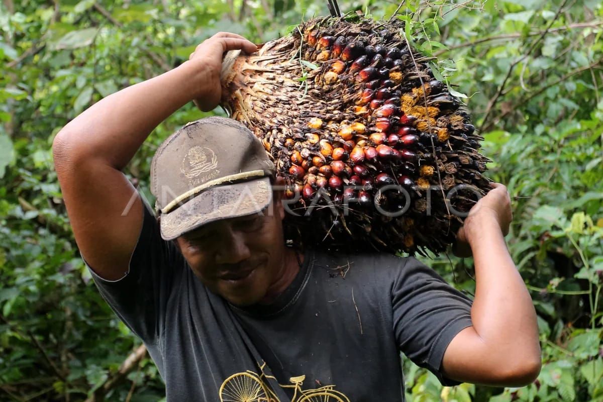 Harga sawit di daerah ini naik Rp77,90/kg