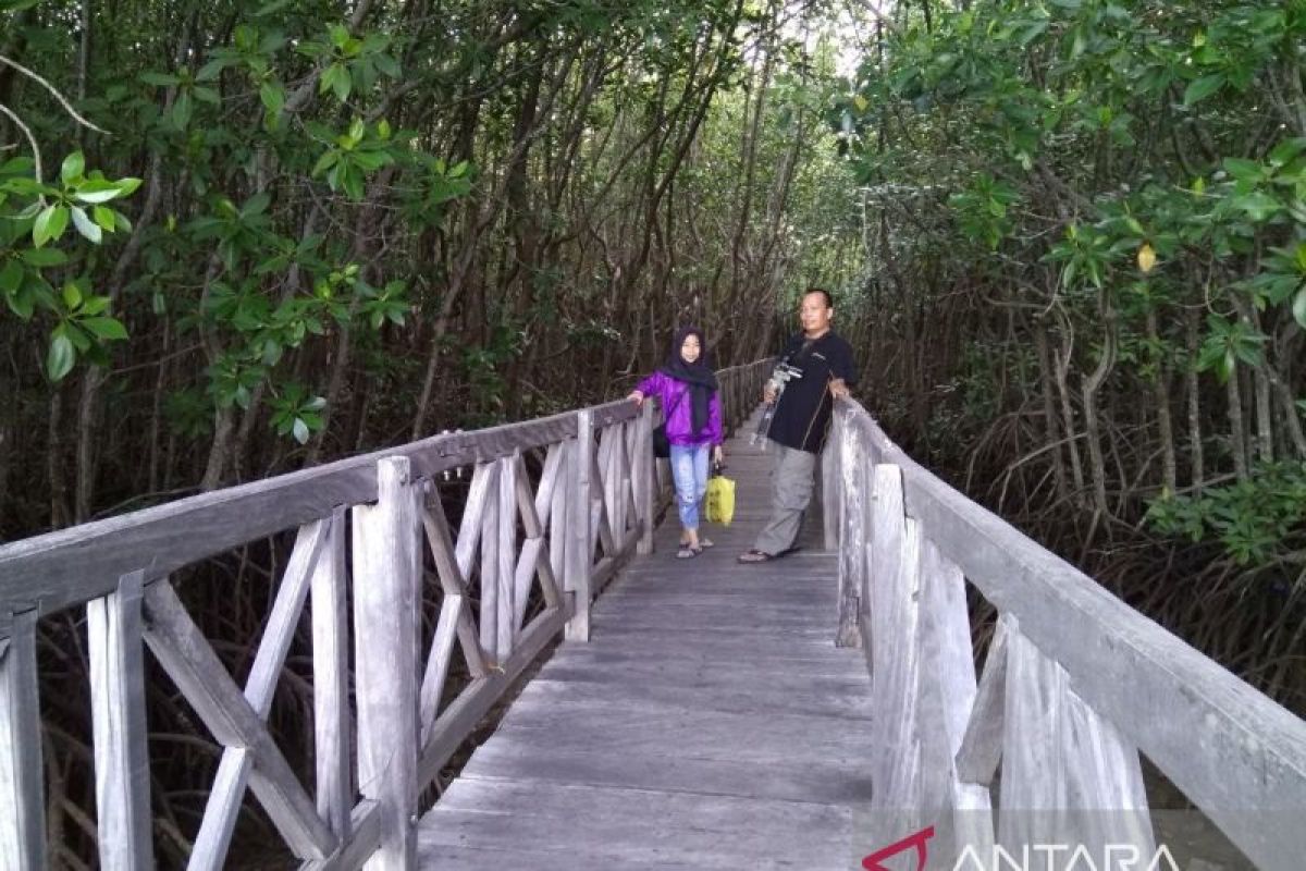 Hutan Tongke-Tongke taman wisata mangrove andalan Sulsel