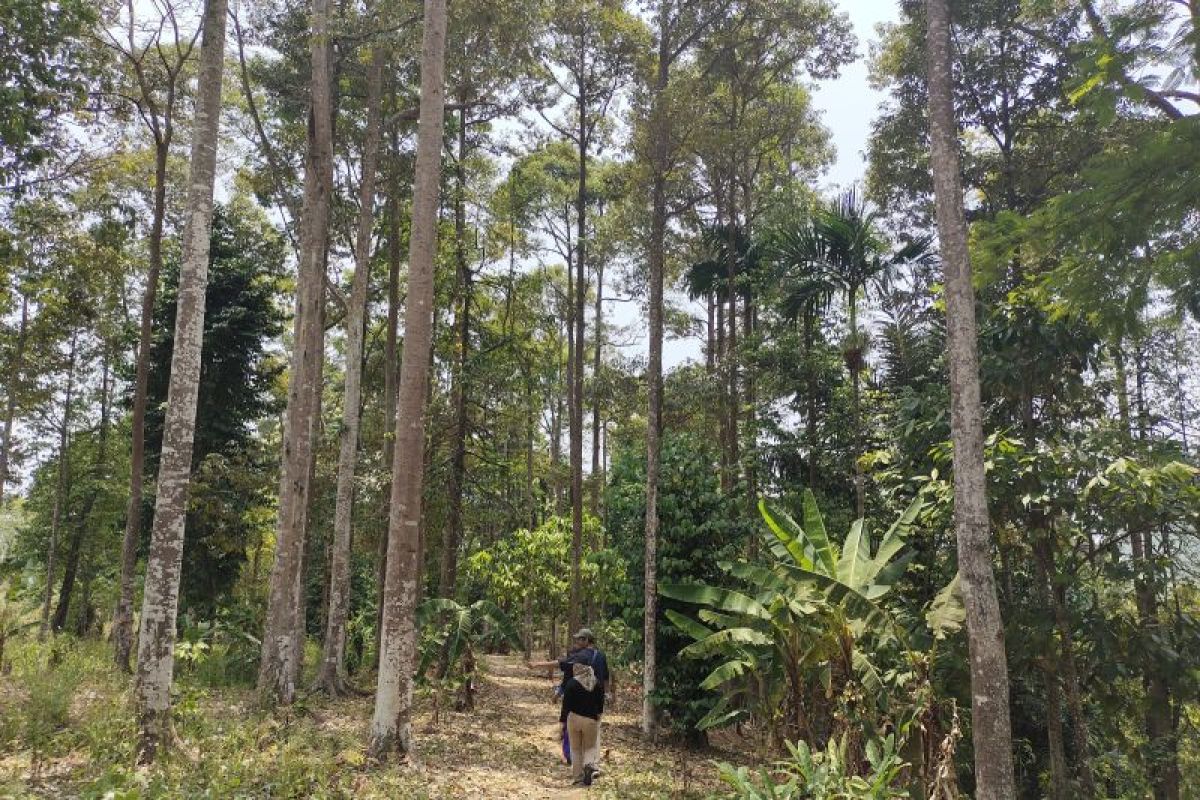 Dishut Lampung lakukan rehabilitasi hutan untuk naikkan indeks tutupan lahan