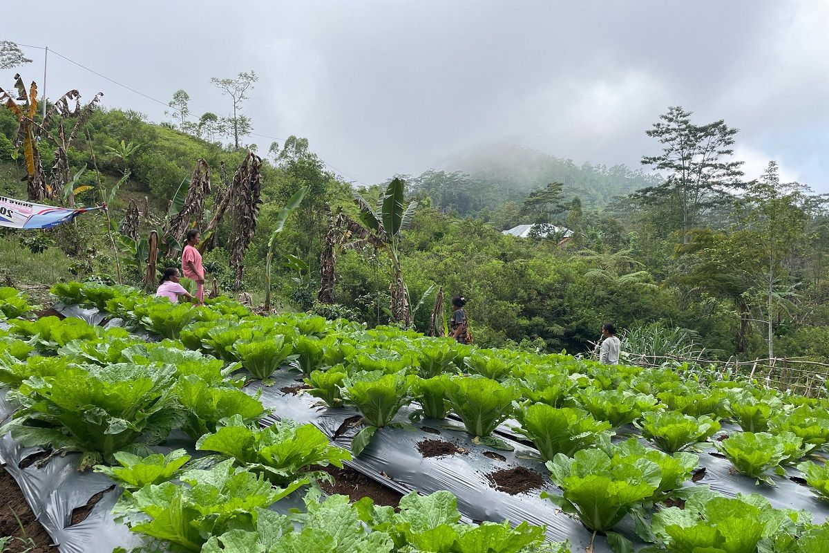 Kelompok Tani Hortikultura Poco Leok NTT binaan PLN raup keuntungan besar