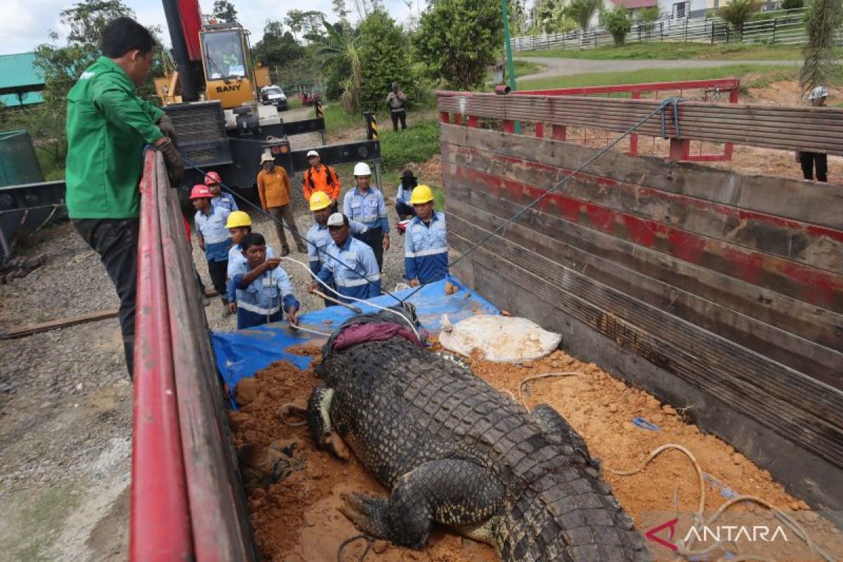 BKSDA Kaltim memindahkan "Riska" dan dua buaya