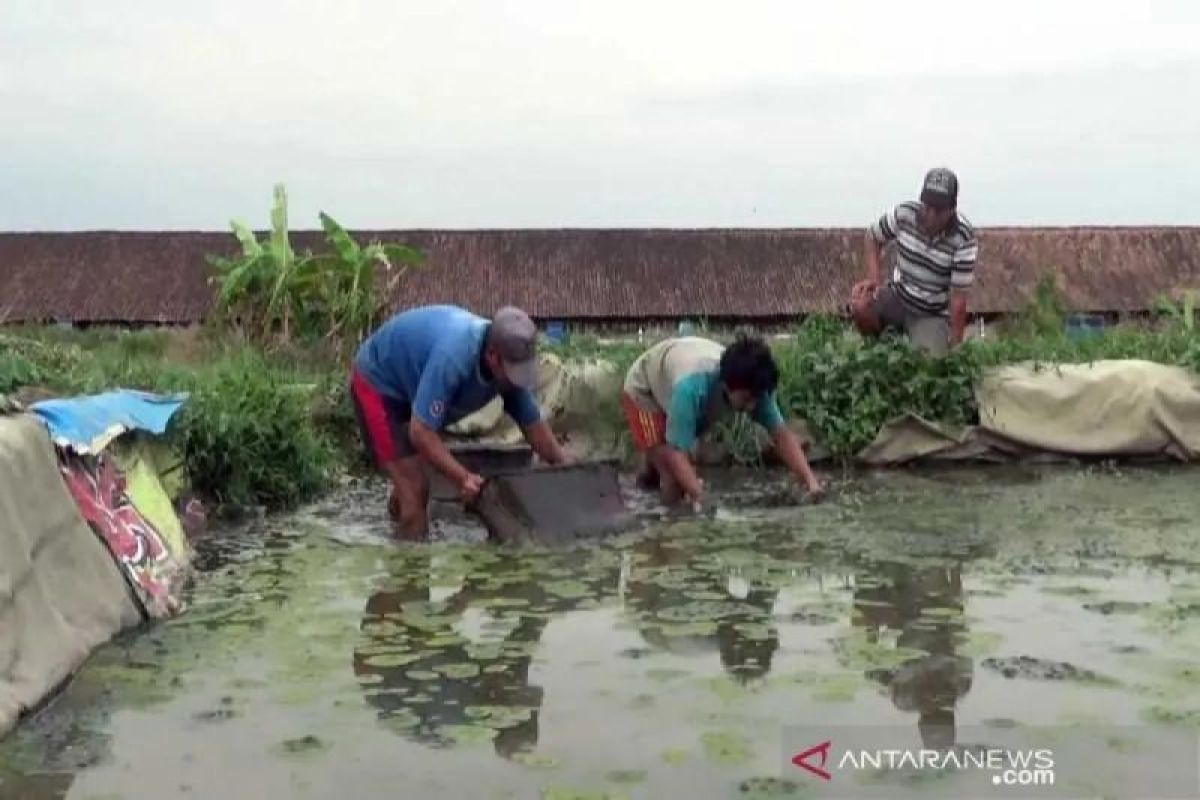 Dinas Perikanan OKU bangun rumah produksi maggot dan  cacing sutra