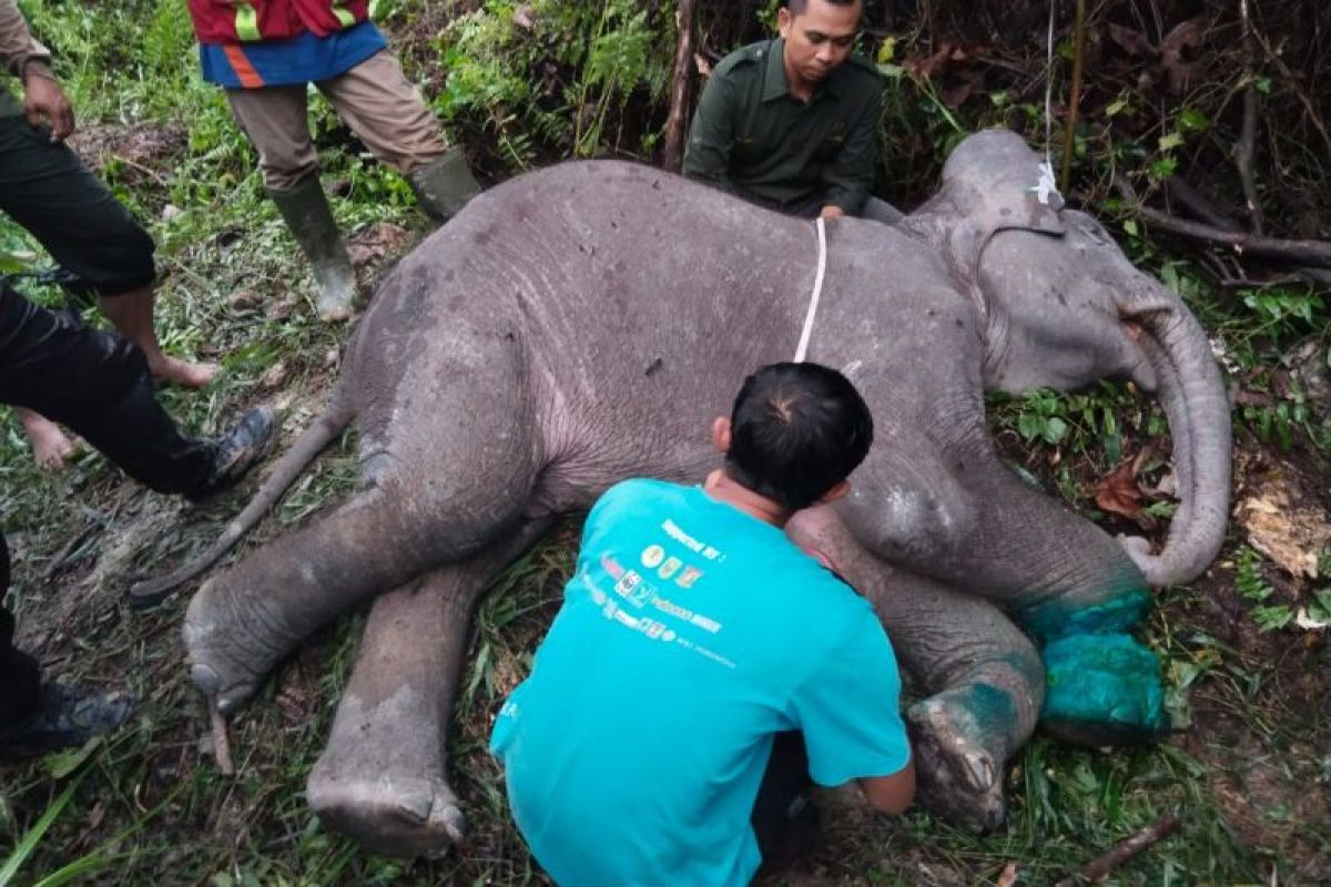 Anak gajah Sumatera mati usai kaki inveksi terlilit nilon