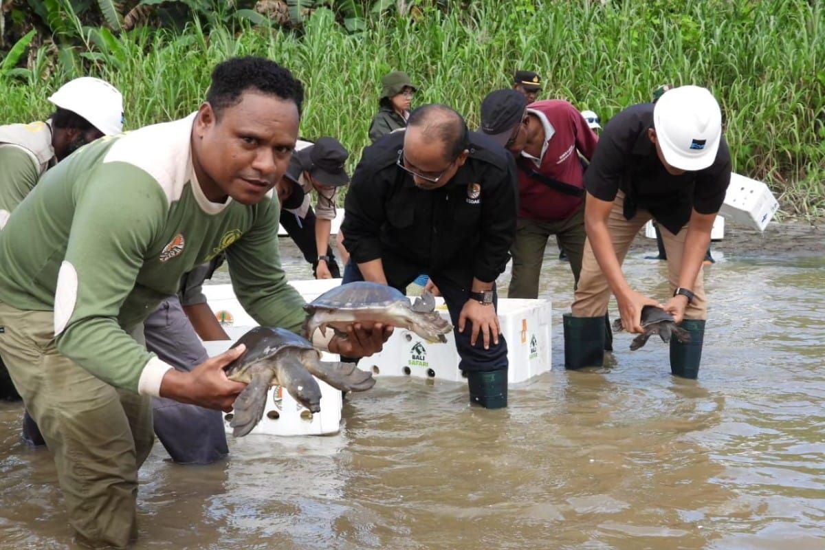 BBKSDA Papua melepas 501 ekor labi-labi moncong babi di Hutan Timika