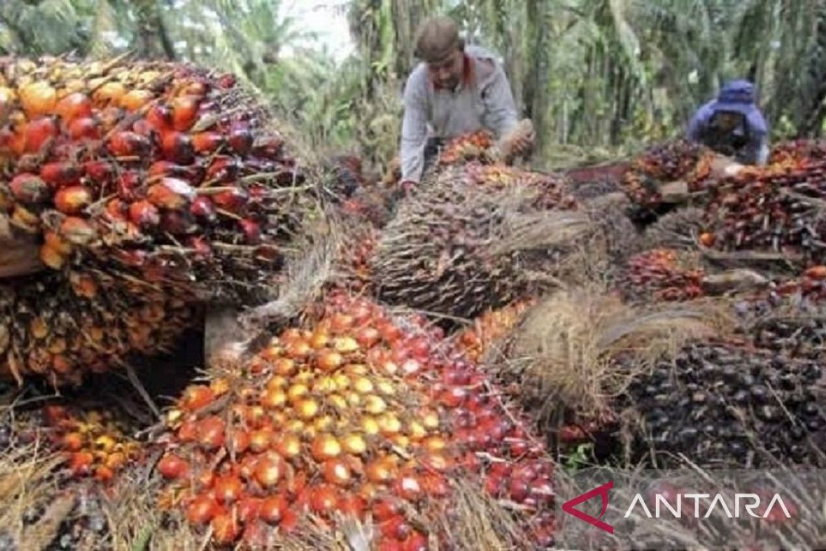 Maraknya penjarahan TBS sawit di Kalteng pengaruhi pendapatan petani