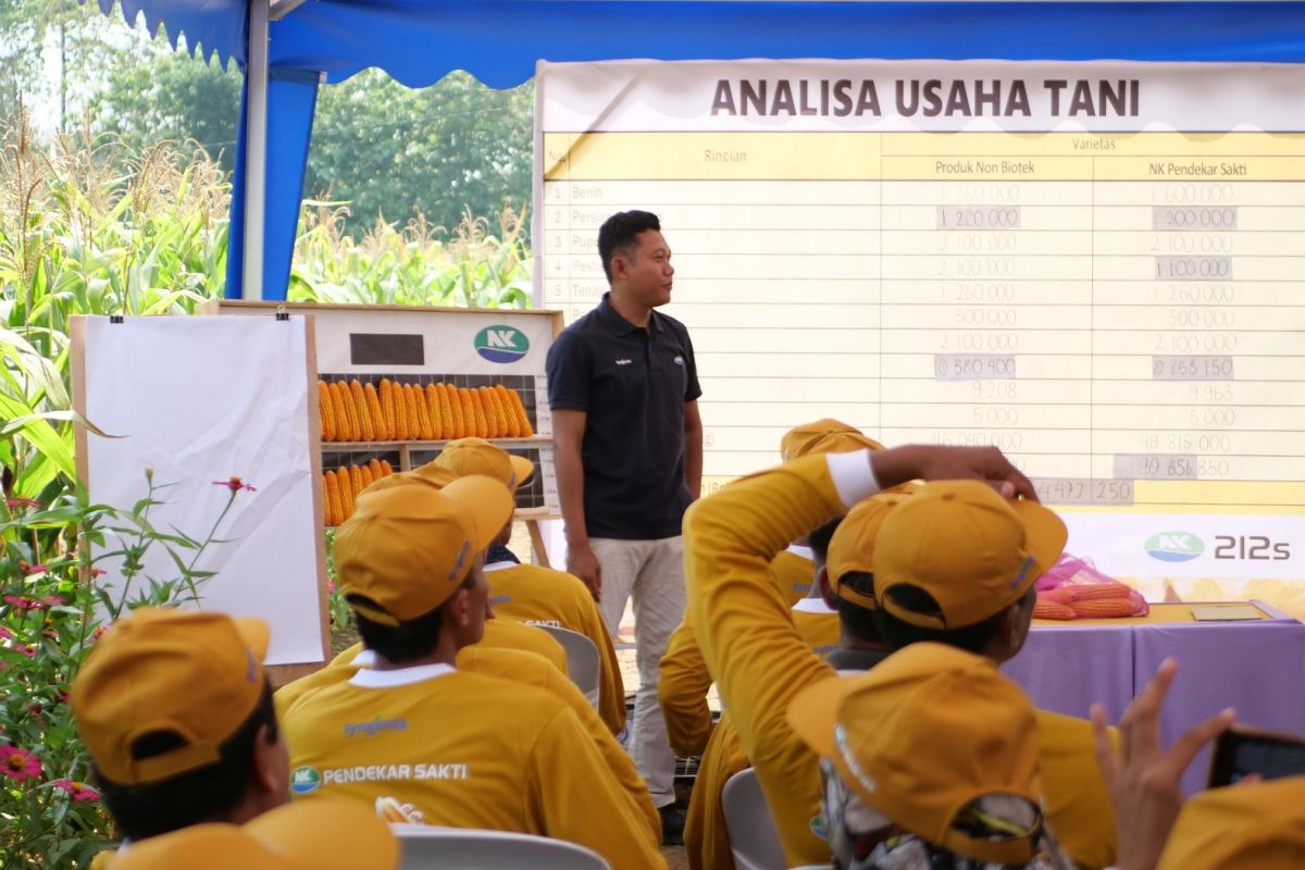 Mengamankan harga daging dan telur ayam lewat cukupnya jagung pakan