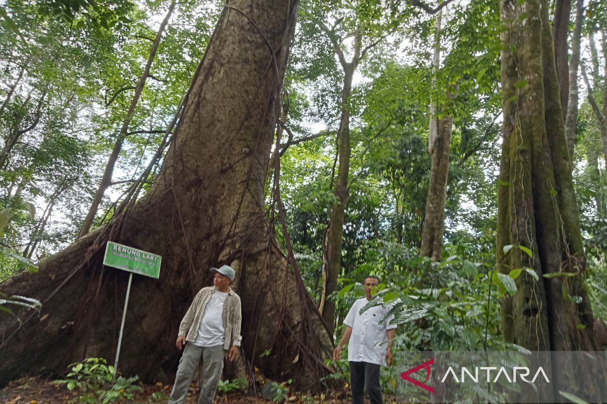 Ayo melestarikan pohon-pohon "raksasa" di Hutan Hujan Tropis Kahung Kalsel