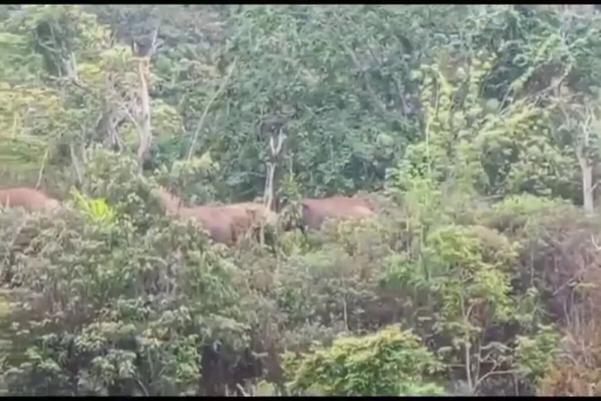 Kawanan gajah liar rusak rumah dan kebun warga di Pesisir Barat