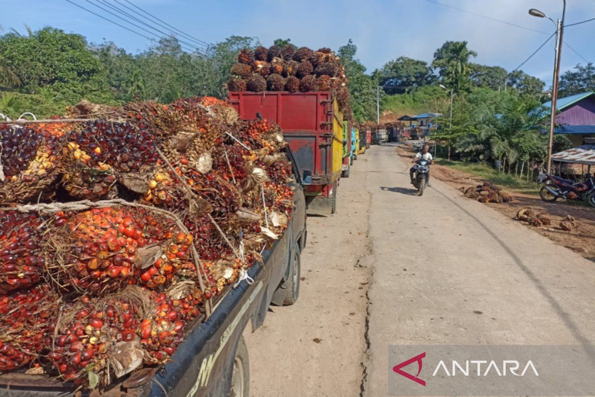 Bengkulu tetapkan harga beli TBS sawit Rp2.400 per kg