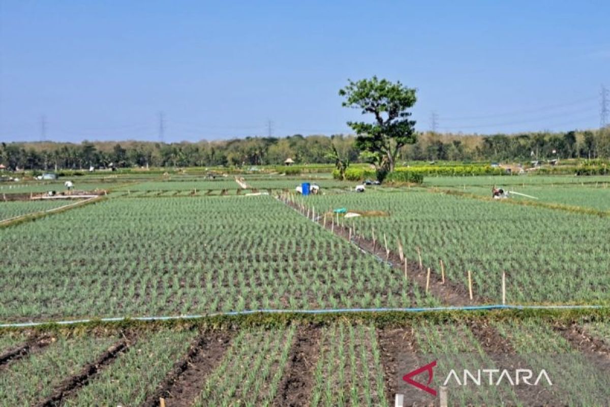 Petani di Kulon Progo diimbau mempercepat olah lahan sawah