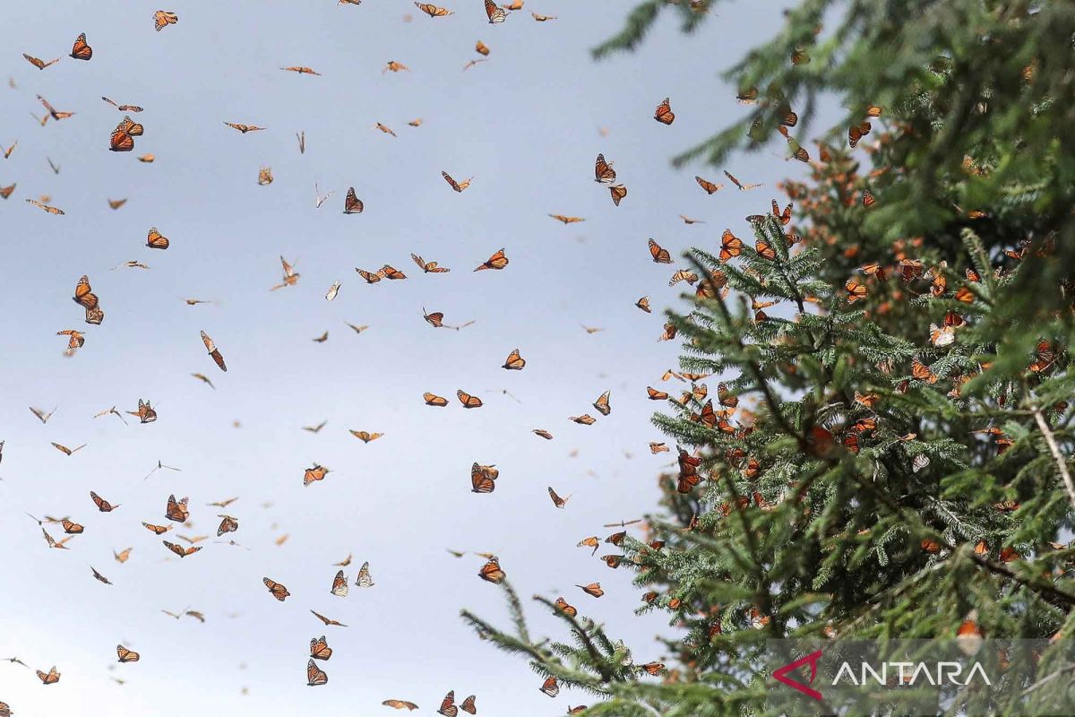 Fenomena migrasi kupu-kupu raja di Meksiko