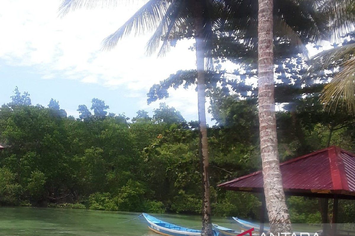 Taman Mangrove Biak jadi wisata alam unggulan