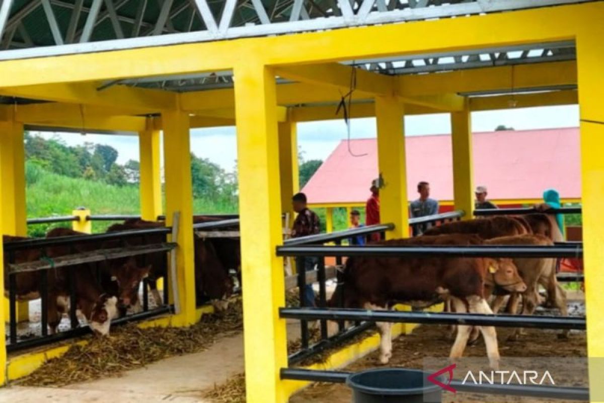 Pembibitan sapi unggul Solok Selatan mulai dioperasikan