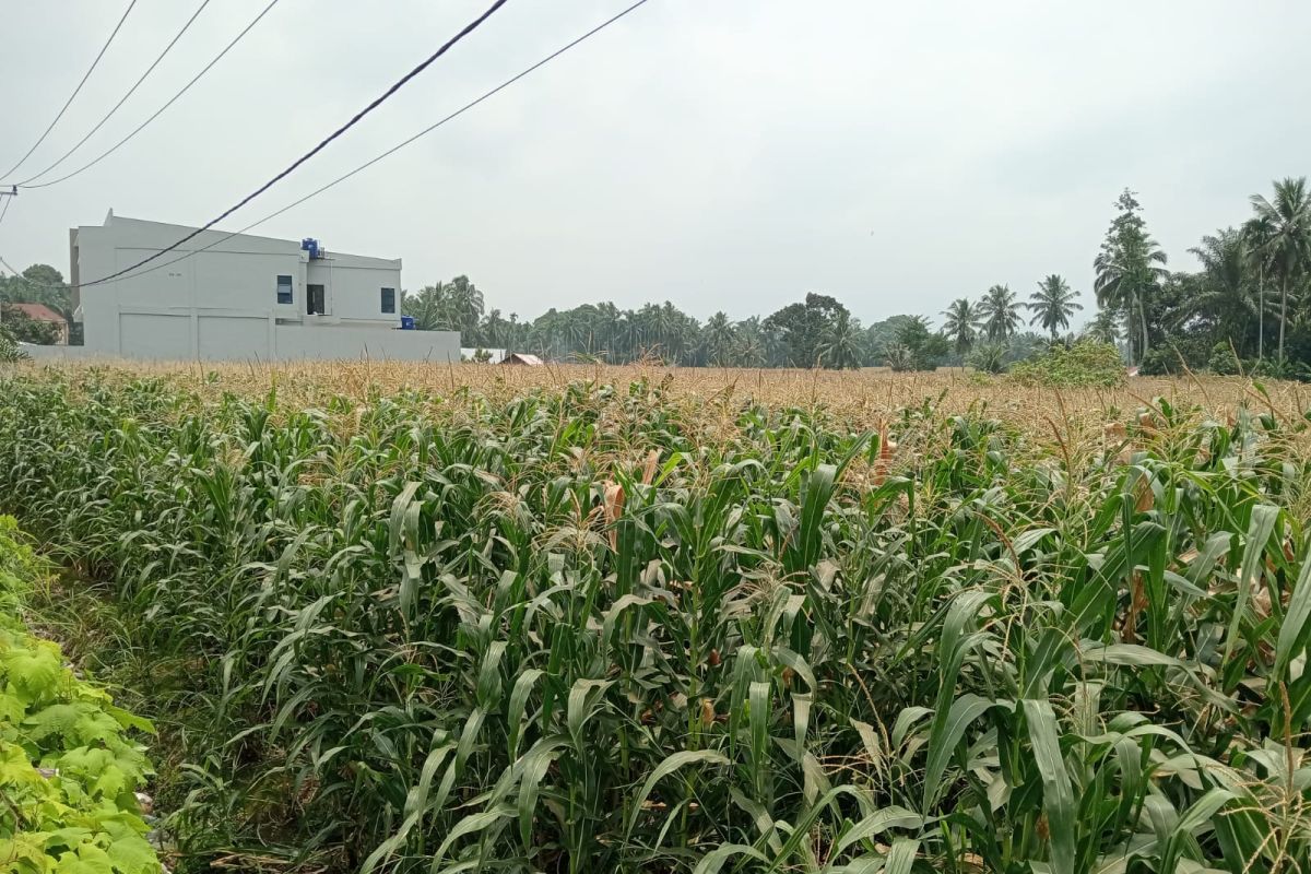 Produksi jagung di Pasaman Barat capai 232.896 ton hingga Desember