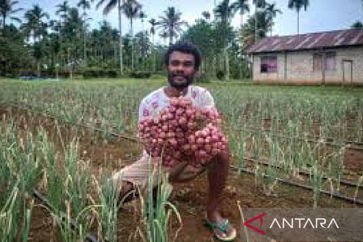 Petani OAP Kajasbo Biak berharap ada saluran irigasi bantu pertanian