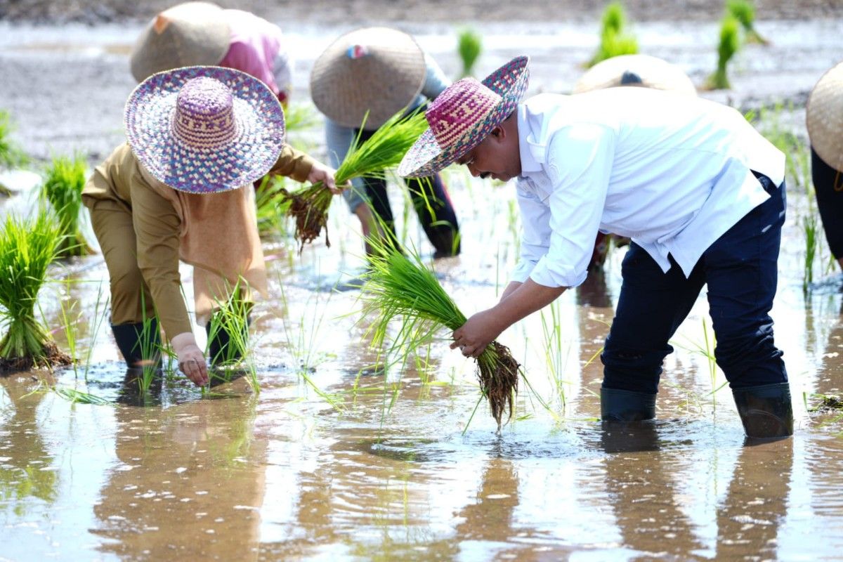 Mentan: Kawasan Food Estate Pulang Pisau masuk panen