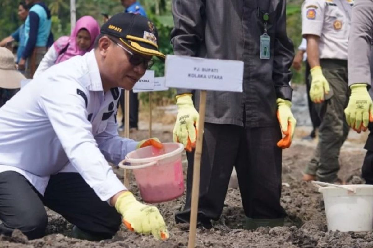 Pemda Kolaka Utara beri bantuan bibit bawang merah kepada petani