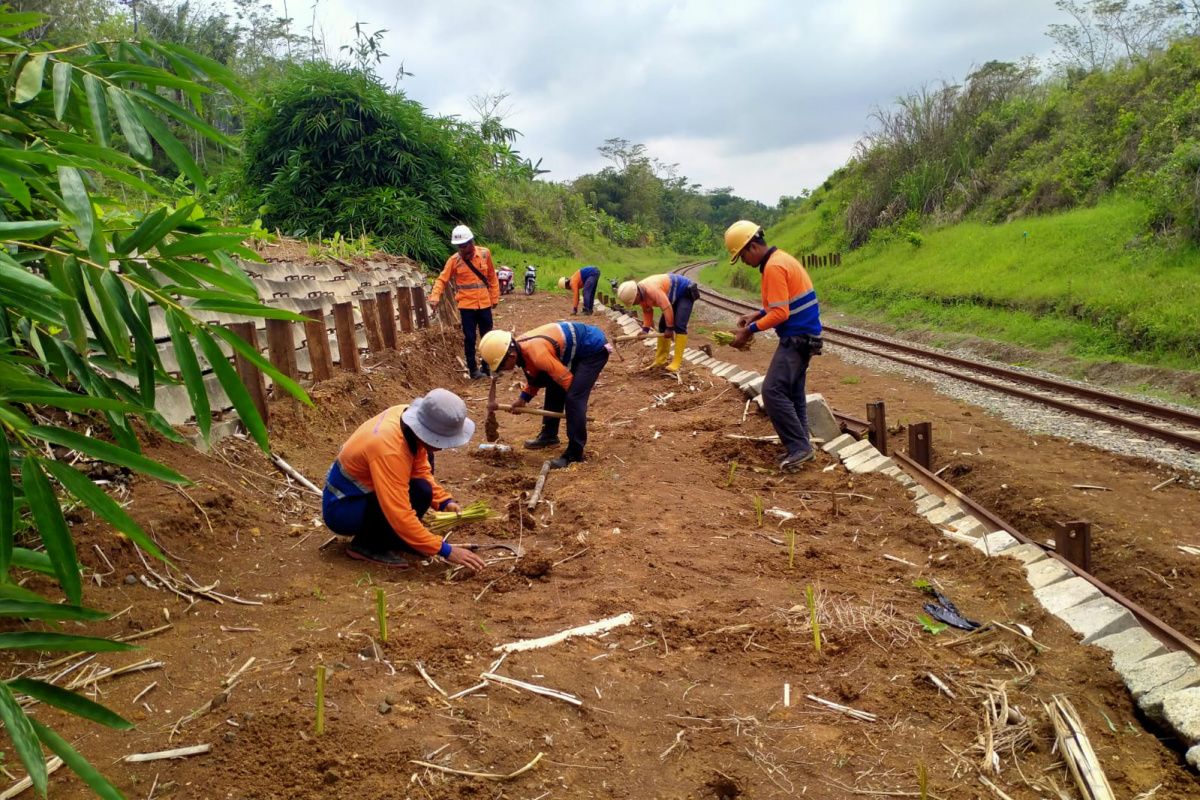 KAI Purwokerto tanam akar wangi antisipasi cuaca  ekstrem