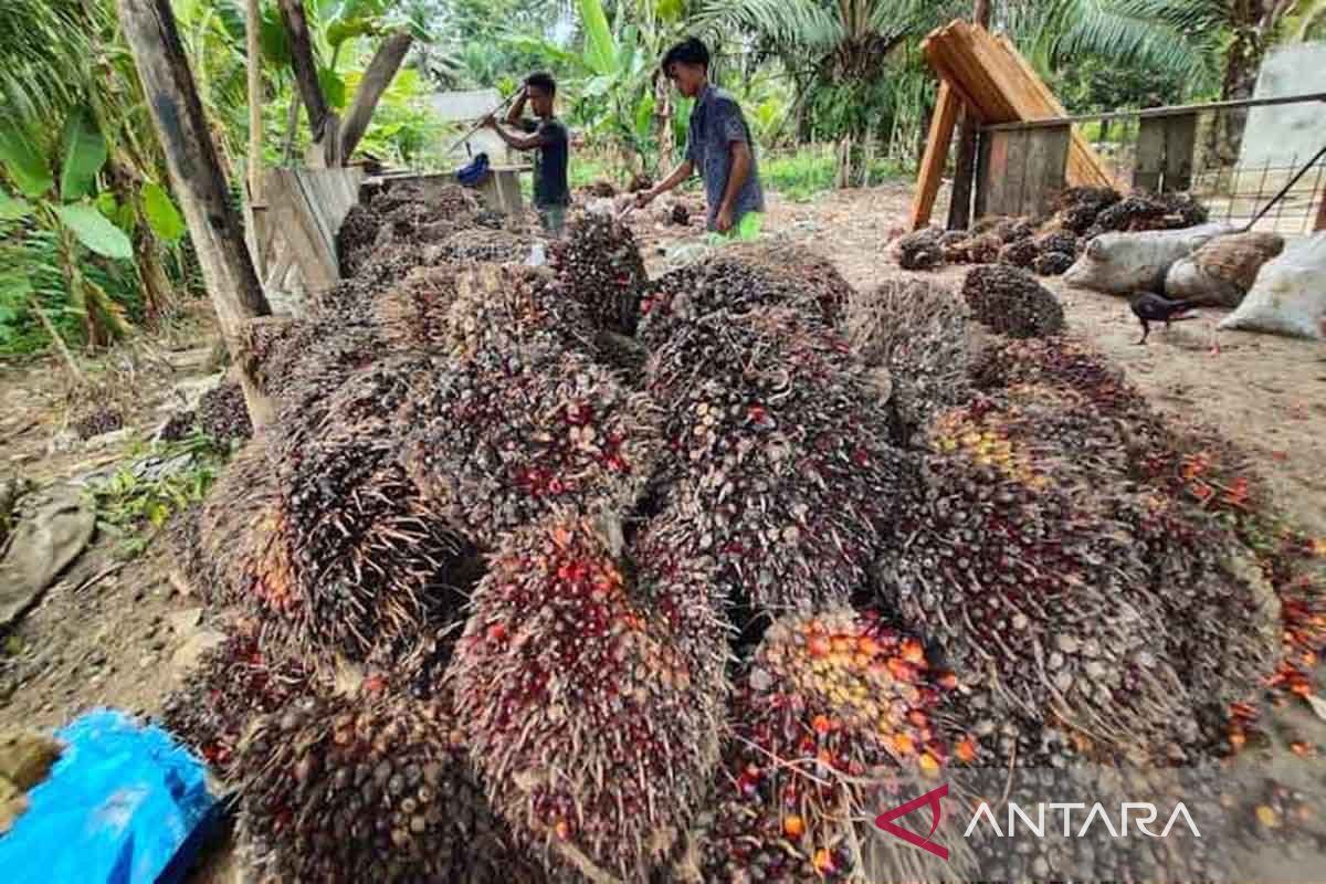 Satgas PUPL siap membantu petani wujudkan program sawit keberlanjutan