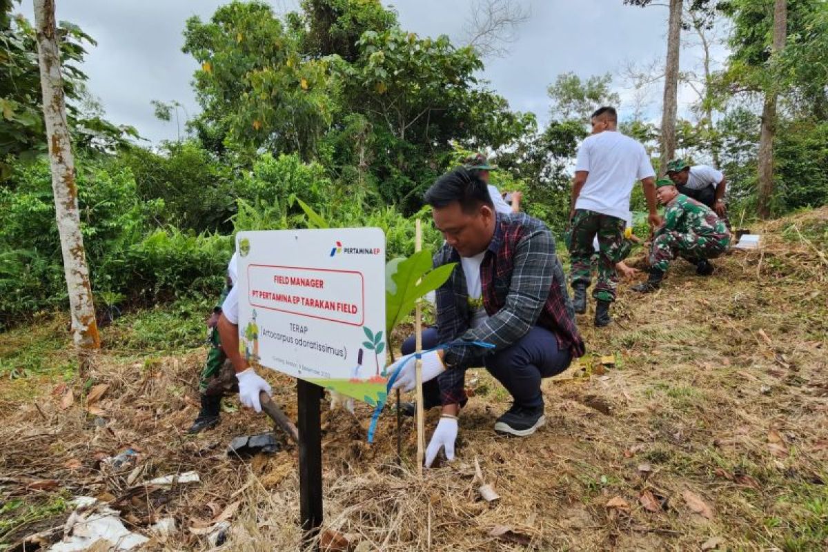 Pertamina EP Tarakan Tanam Ratusan Pohon Terap yang Terancam Punah