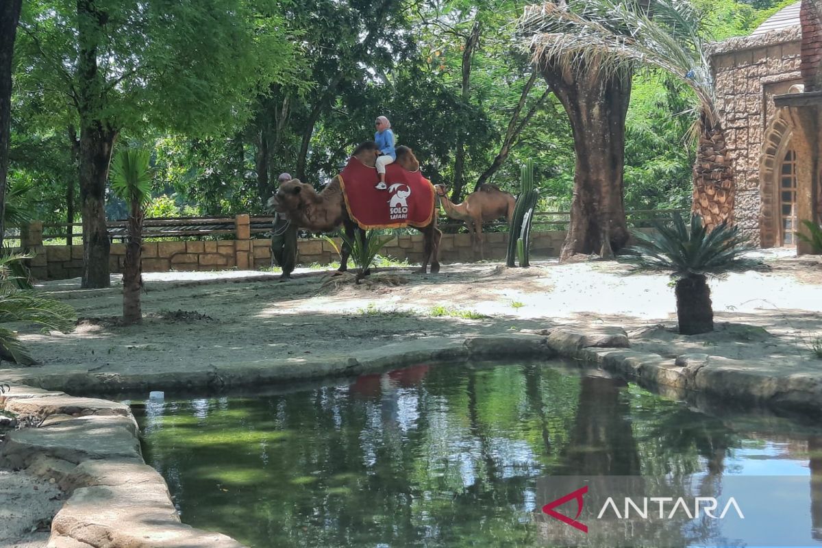 Solo Safari Jateng persilakan areanya digunakan untuk paket foto pranikah