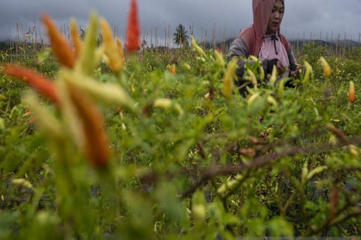 Dishanpang Kalteng: Harga cabai cenderung mengalami penurunan