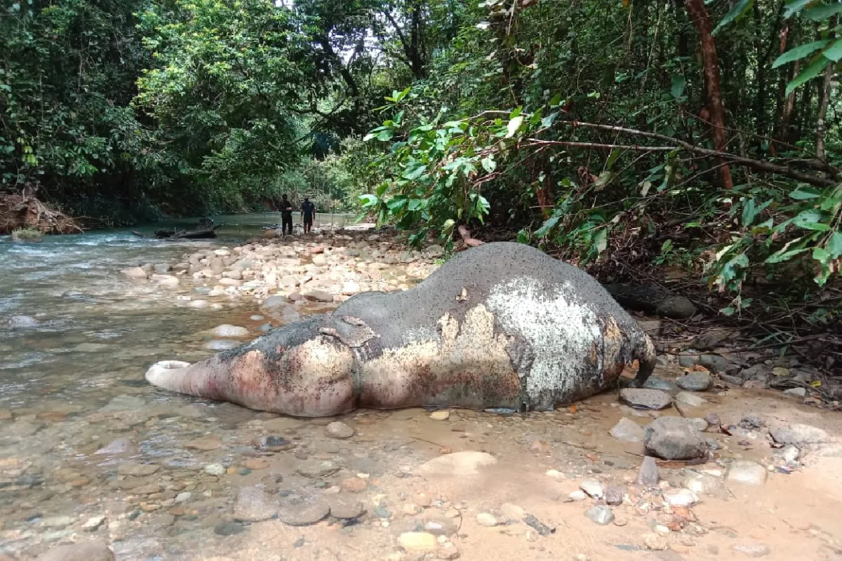 bksda-to-investigate-elephant-death-in-west-aceh