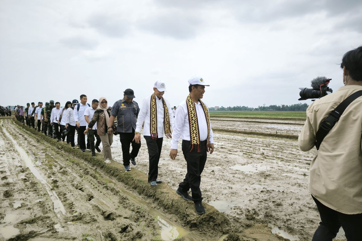 Tingkatkan produktifitas, Mentan lakukan percepatan tanam padi di Trimurjo