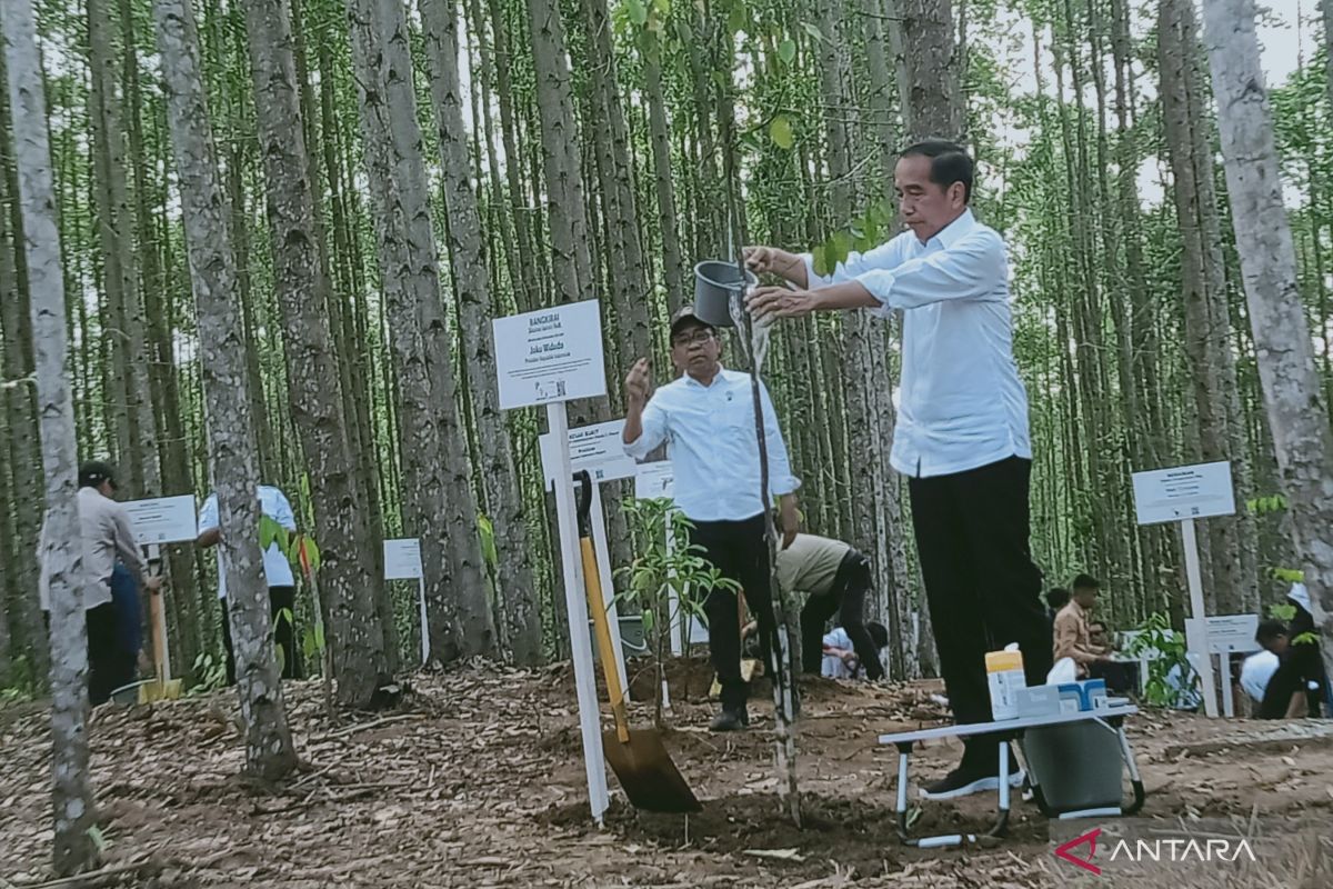 Jokowi: Ibu kota negara baru kembalikan hutan tropis Kalimantan