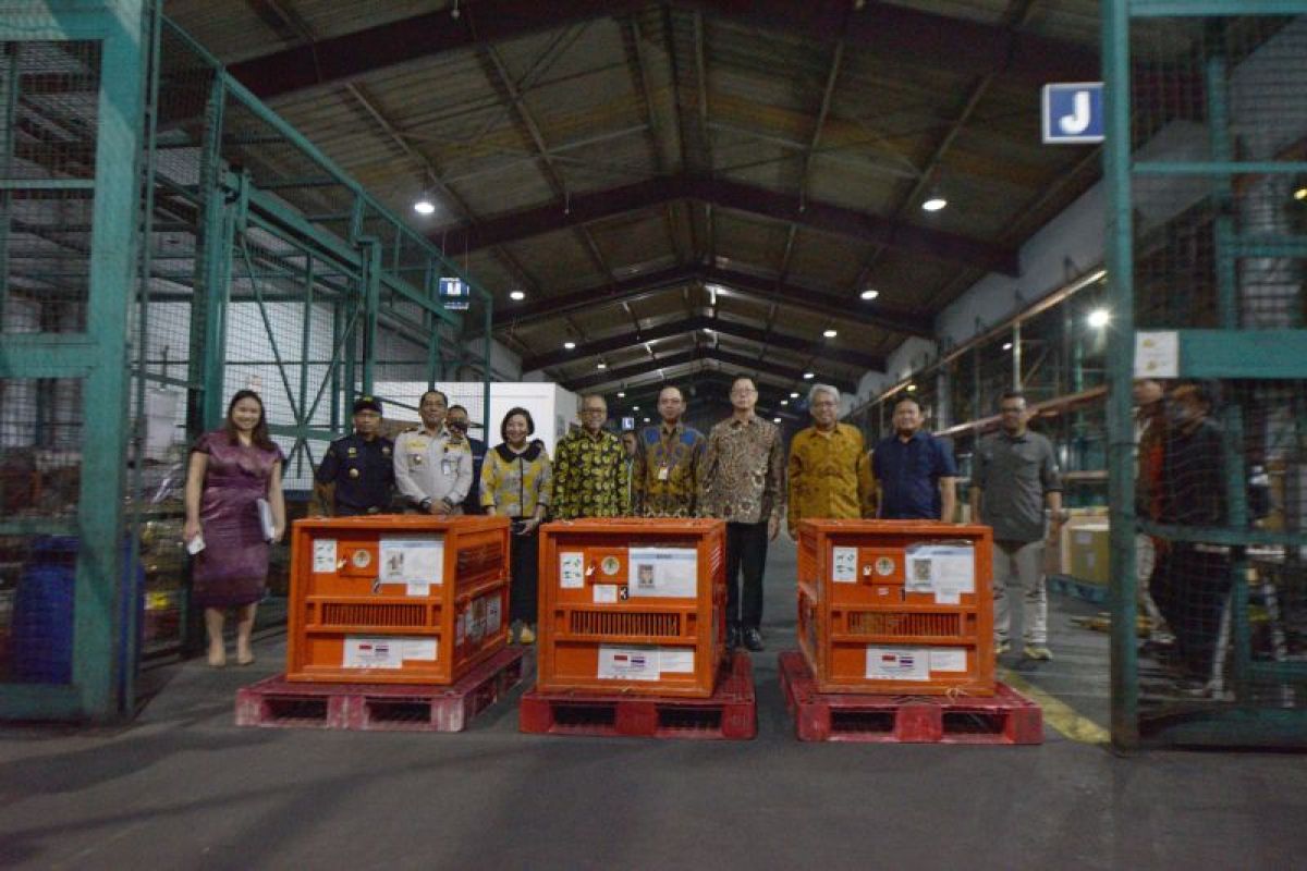 Indonesia pulangkan tiga orang utan sumatra dari Thailand