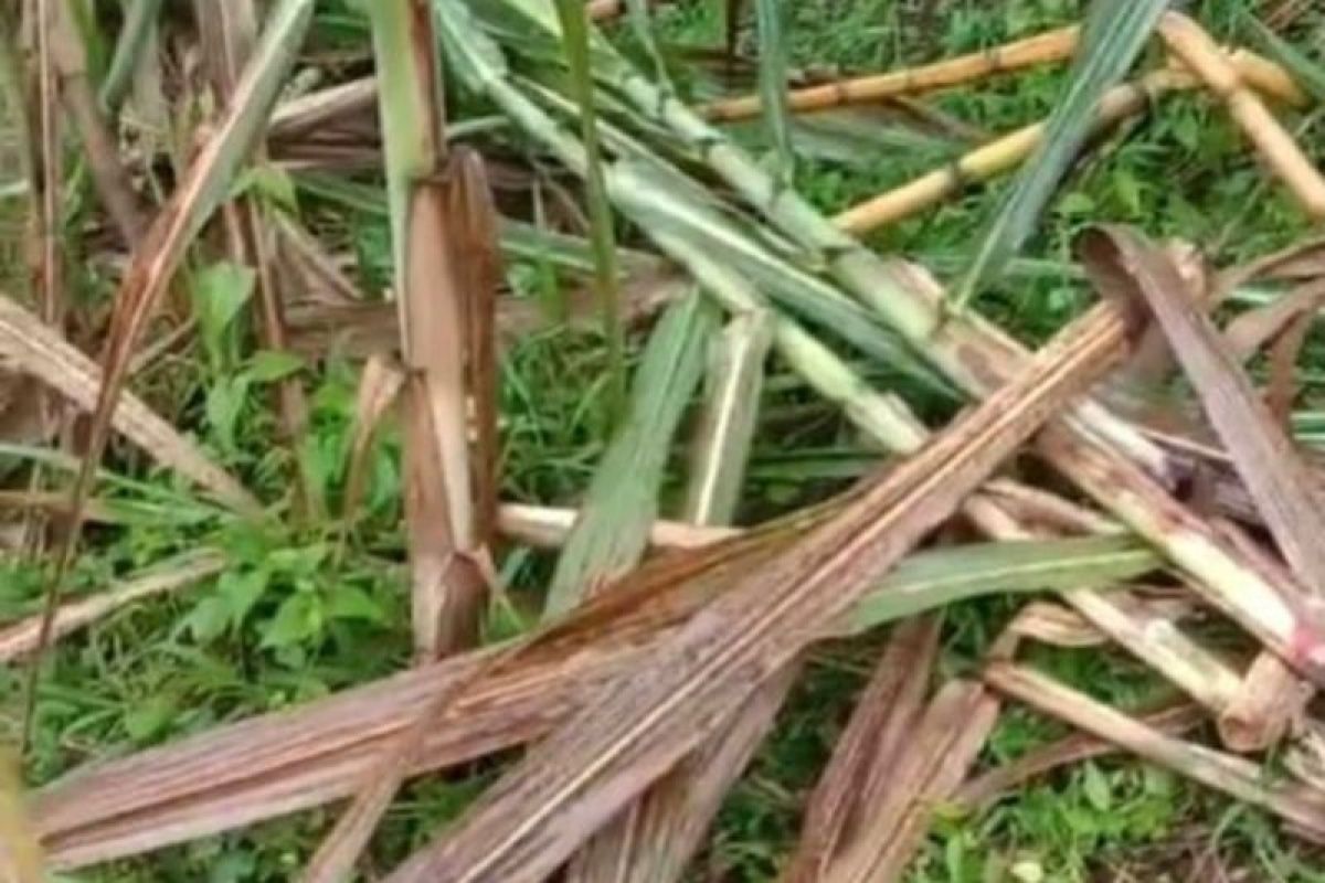 Beruang madu rusak tanaman tebu di Marambuang Agam