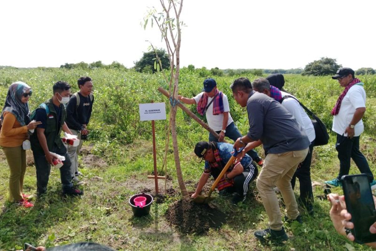 Pemprov NTB hijaukan lingkungan Bandara Lombok