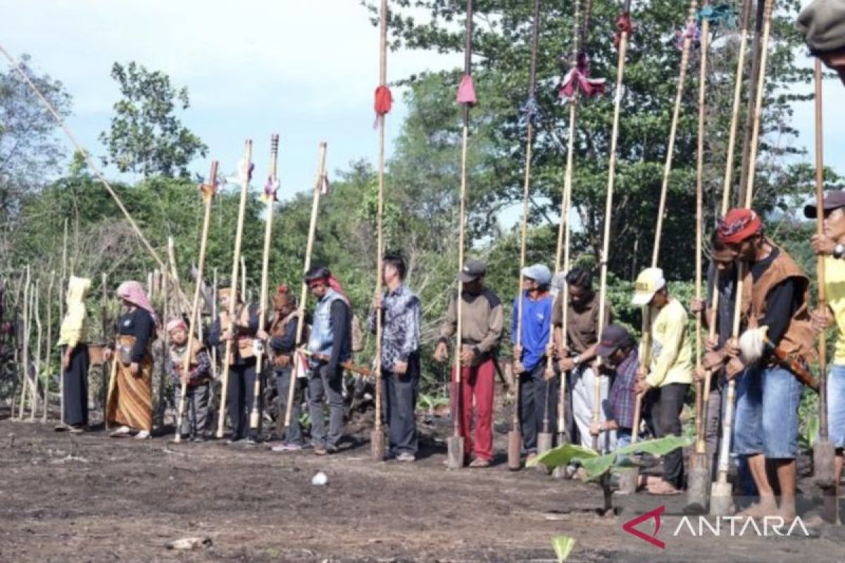 Pemkab Tapin Kalsel melestarikan "Manugal Banih Patawungan" Dayak Meratus